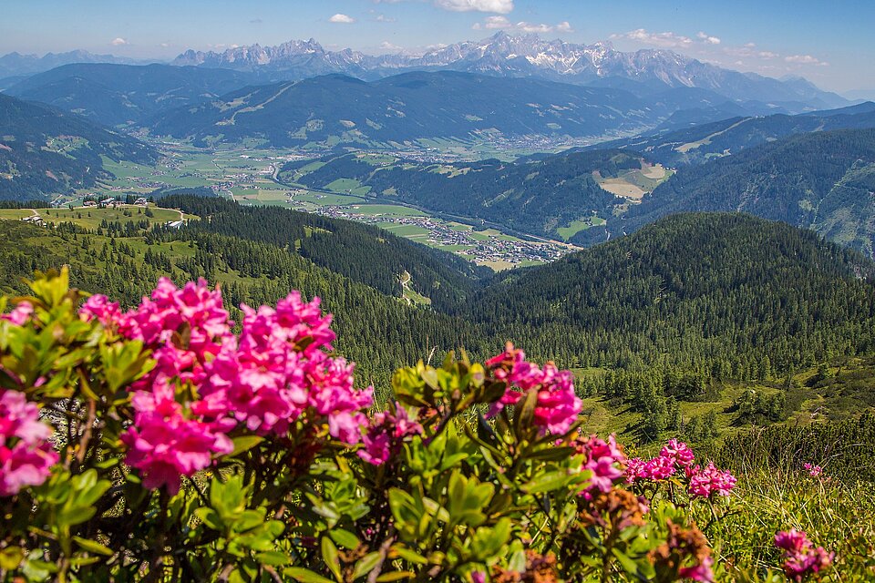 <p>View past the alpine flowers down into the beautiful Ennspongau.</p>