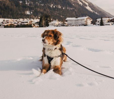 Hund sitzt im Schnee vor Bergkulisse und Häusern in Flachau.