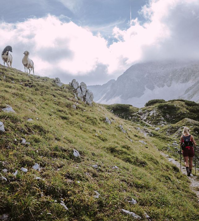 flachau-wandern-herbst-schafe