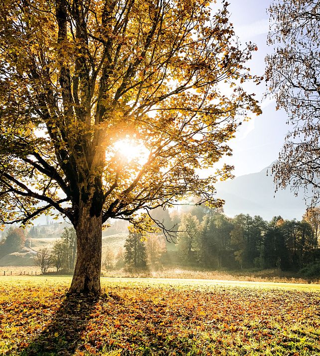 flachau-herbst-sonne-baum
