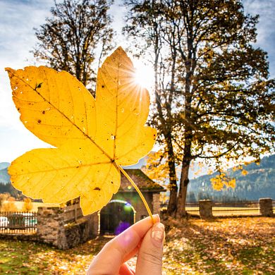 Gelbes Herbstblatt im Garten von Schloss Höch in Flachau vor herbstlicher Bergkulisse.
